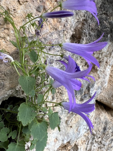 Campanula portenschlagiana (Campanula portenschlagiana)