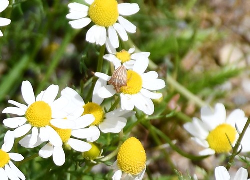 Ancyrosoma leucogrammes