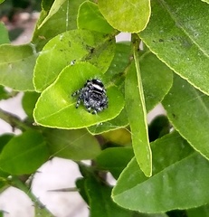 Phidippus audax