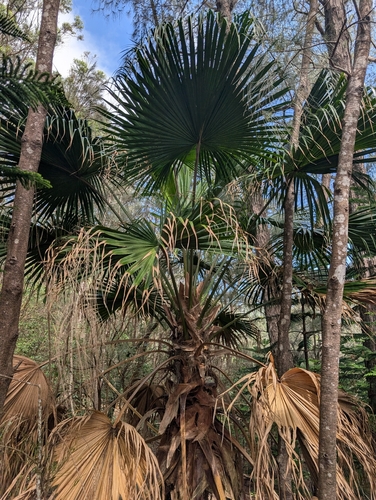 Livistona chinensis observed 2026-03-09