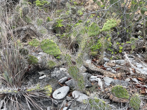 Opuntia caracassana, photograph 2