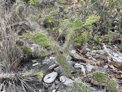 Opuntia caracassana, photograph (c) Jacob Weston, some rights reserved (CC BY)
