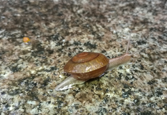 Camaena cicatricosa