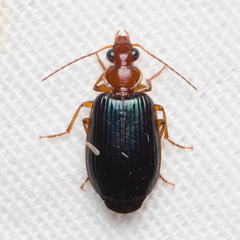 Lebia