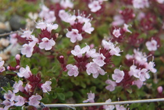 Thymus evenkiensis