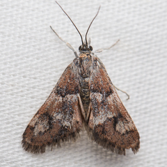 Noctueliopsis brunnealis