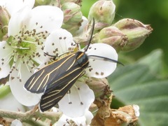 Ctenucha venosa