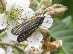 Ctenucha venosa