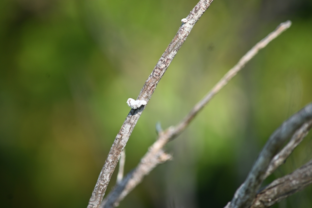 splitgill mushroom · May 2026 · photo: Photo: (c) Grace Merkert, some rights reserved (CC BY) · iNaturalist