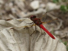 Sympetrum gilvum