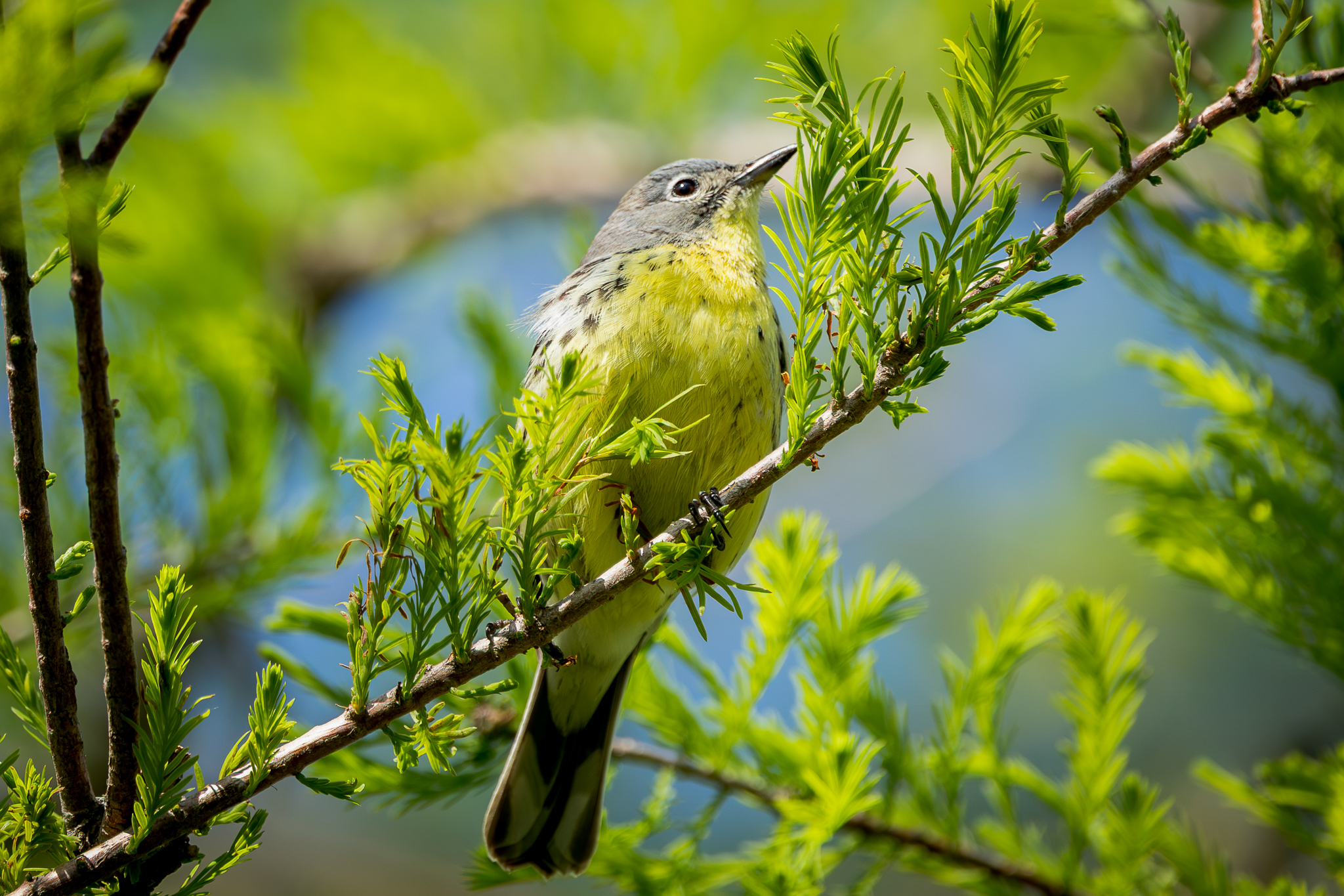 Kirtland's Warbler (Setophaga kirtlandii), photo 3