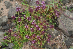 Thymus evenkiensis