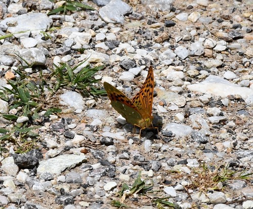 Cardinal Butterfly
