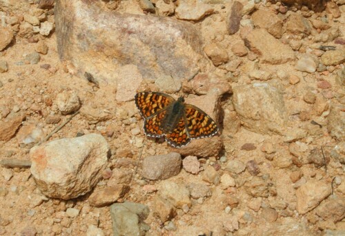 Knapweed Fritillary