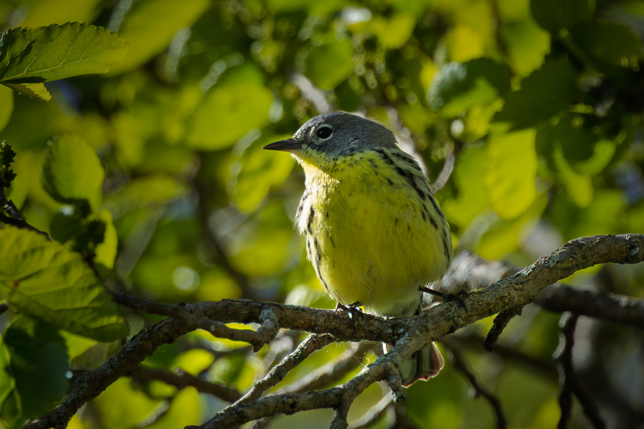 Kirtland's Warbler (Setophaga kirtlandii), photo 2