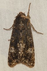 Copivaleria grotei