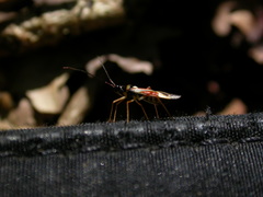 Cyllecoris histrionius