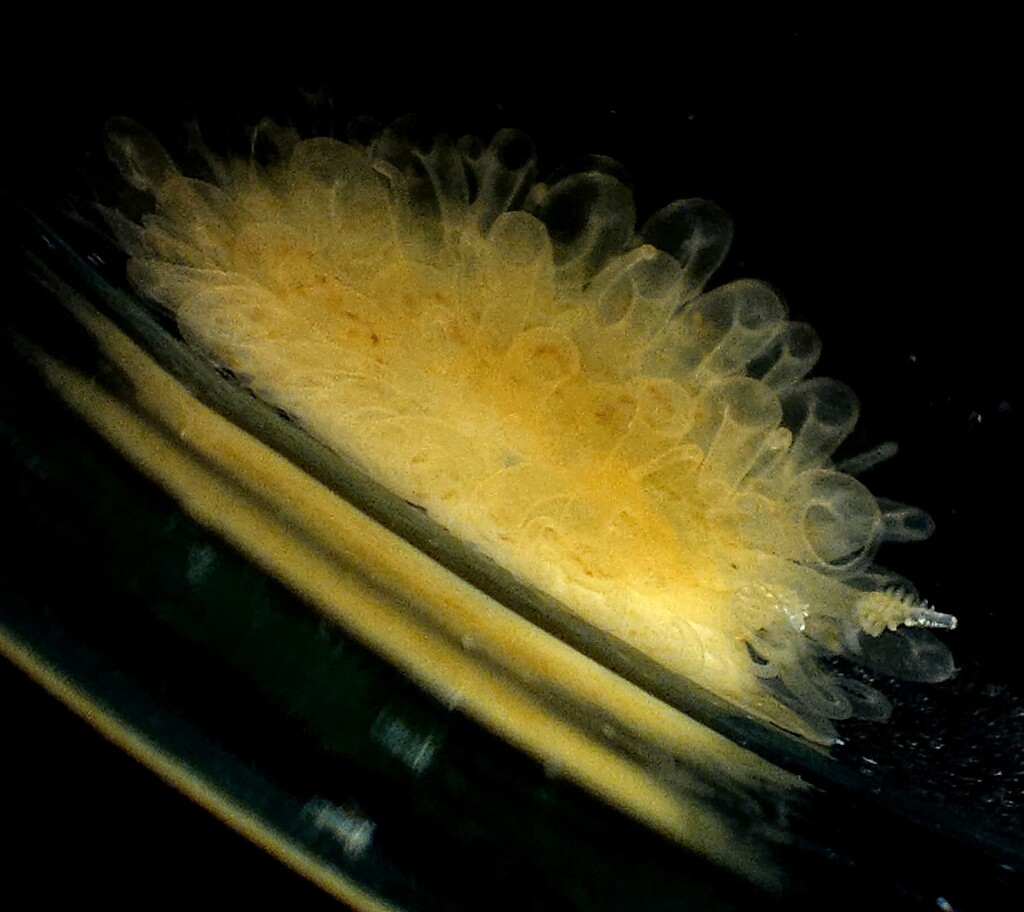 Madrella aurantiaca