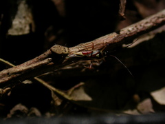 Cyllecoris histrionius