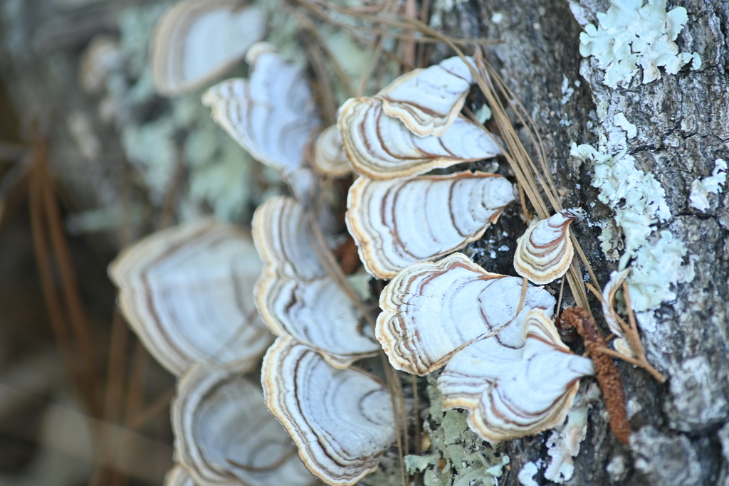 False Turkeytail