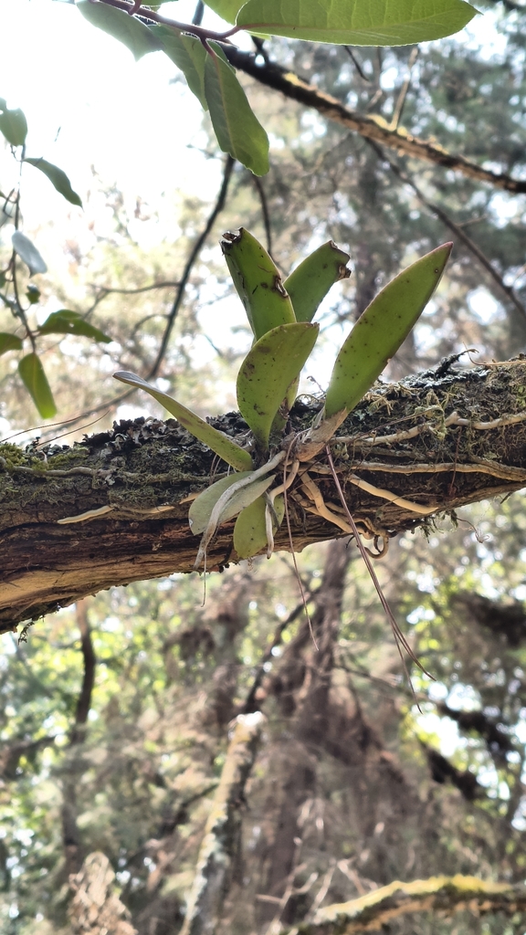 Epidendrum cavendishianum Bateman, 1837