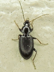 Agonum punctiforme