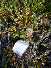 Hydrophyllum capitatum thompsonii