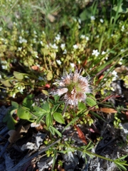 Hydrophyllum capitatum thompsonii