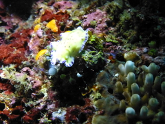 Pseudoceros laingensis