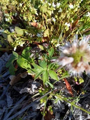 Hydrophyllum capitatum thompsonii