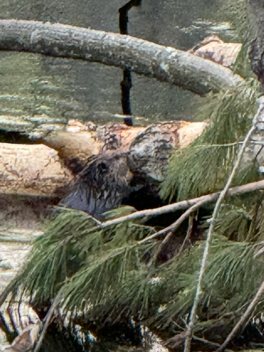 animal observation 2