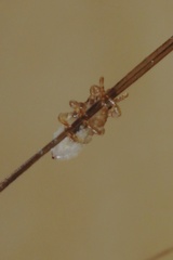 Pediculus humanus capitis