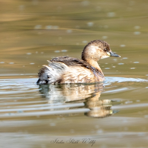 Little Grebe