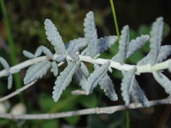 Teucrium capitatum