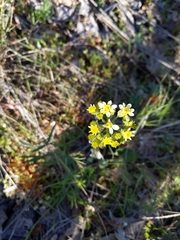 Senecio integerrimus ochroleucus