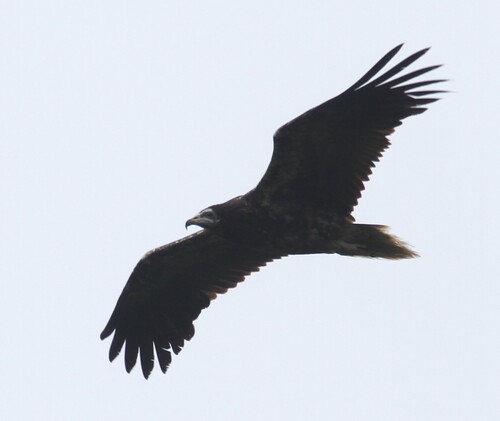 Egyptian Vulture
