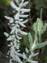 Teucrium capitatum