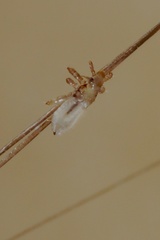 Pediculus humanus capitis