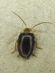 Sacodes pulchella