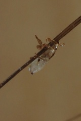 Pediculus humanus capitis