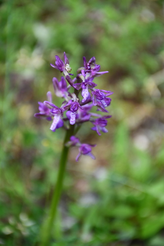 green-winged orchid