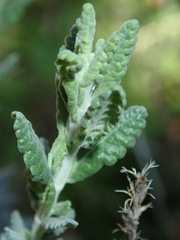 Teucrium capitatum