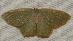 Thalera pistasciaria