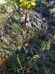 Senecio integerrimus ochroleucus