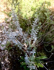 Teucrium capitatum
