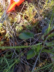 Senecio integerrimus ochroleucus