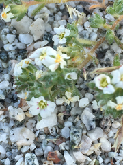 Linanthus maculatus