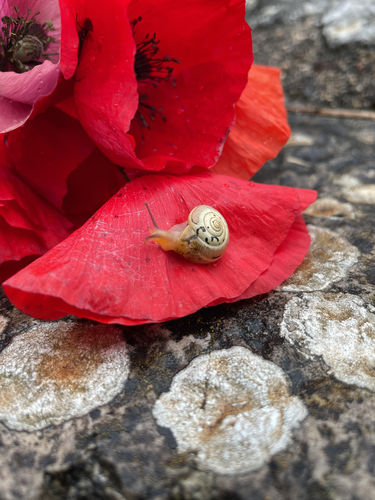 Nun Snails
