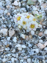 Linanthus maculatus