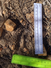 Odocoileus virginianus carminis